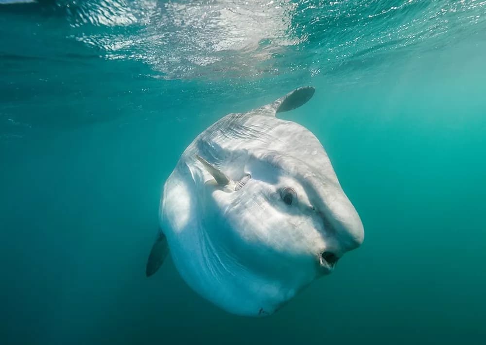 Protecting the coral triangle in Indonesia