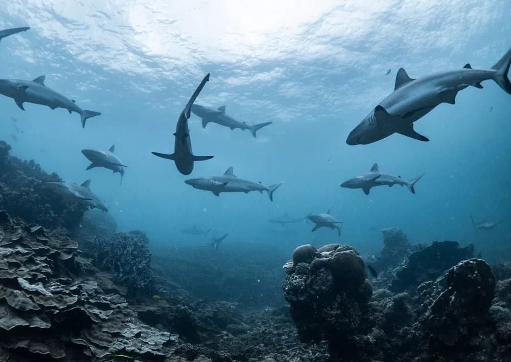 Protecting the coral triangle in Indonesia