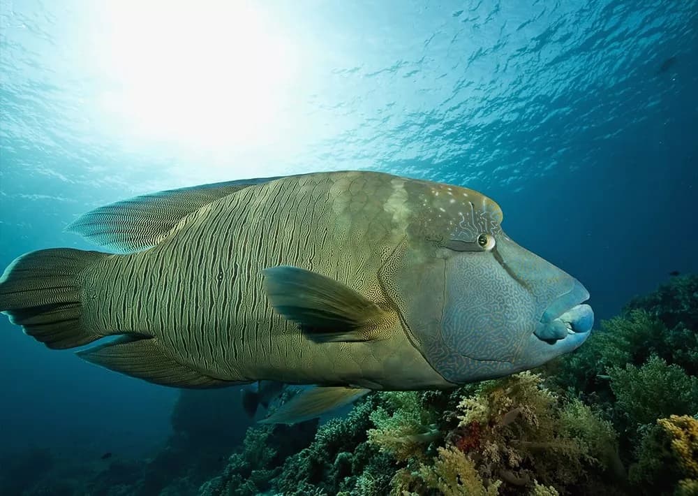 Protecting the coral triangle in Indonesia