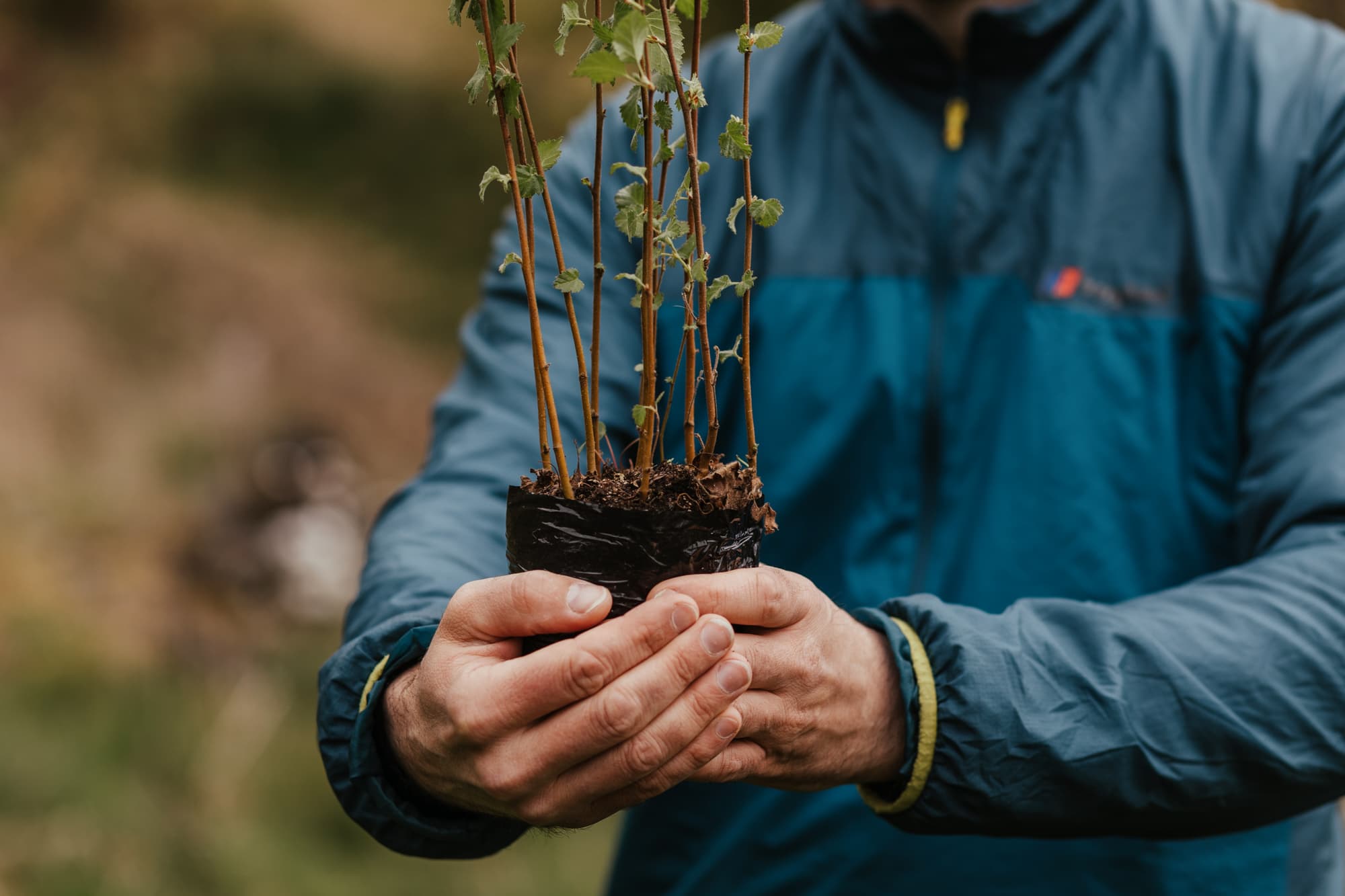 Restoring native forests at Dumyat, UK