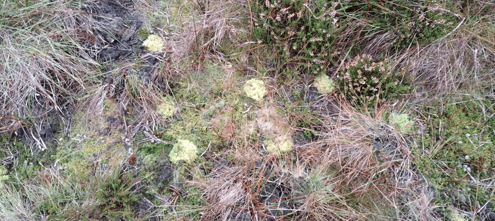 Over 50,000 sphagnum plugs planted!