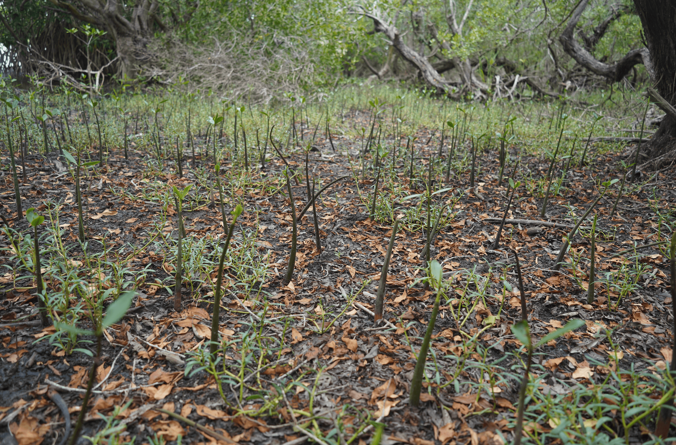 Mangrove restoration in Guatemala