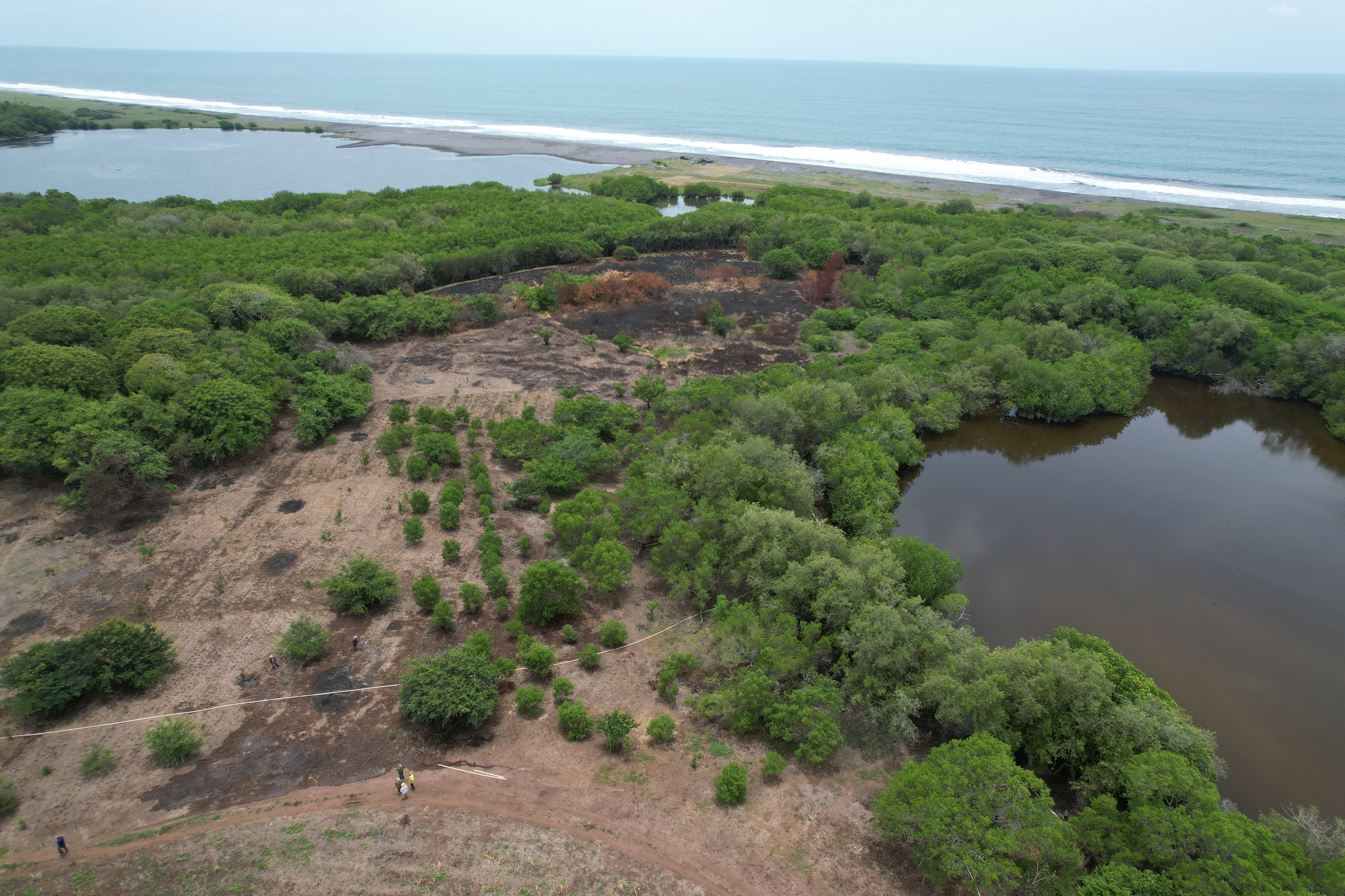 Mangrove restoration in Guatemala