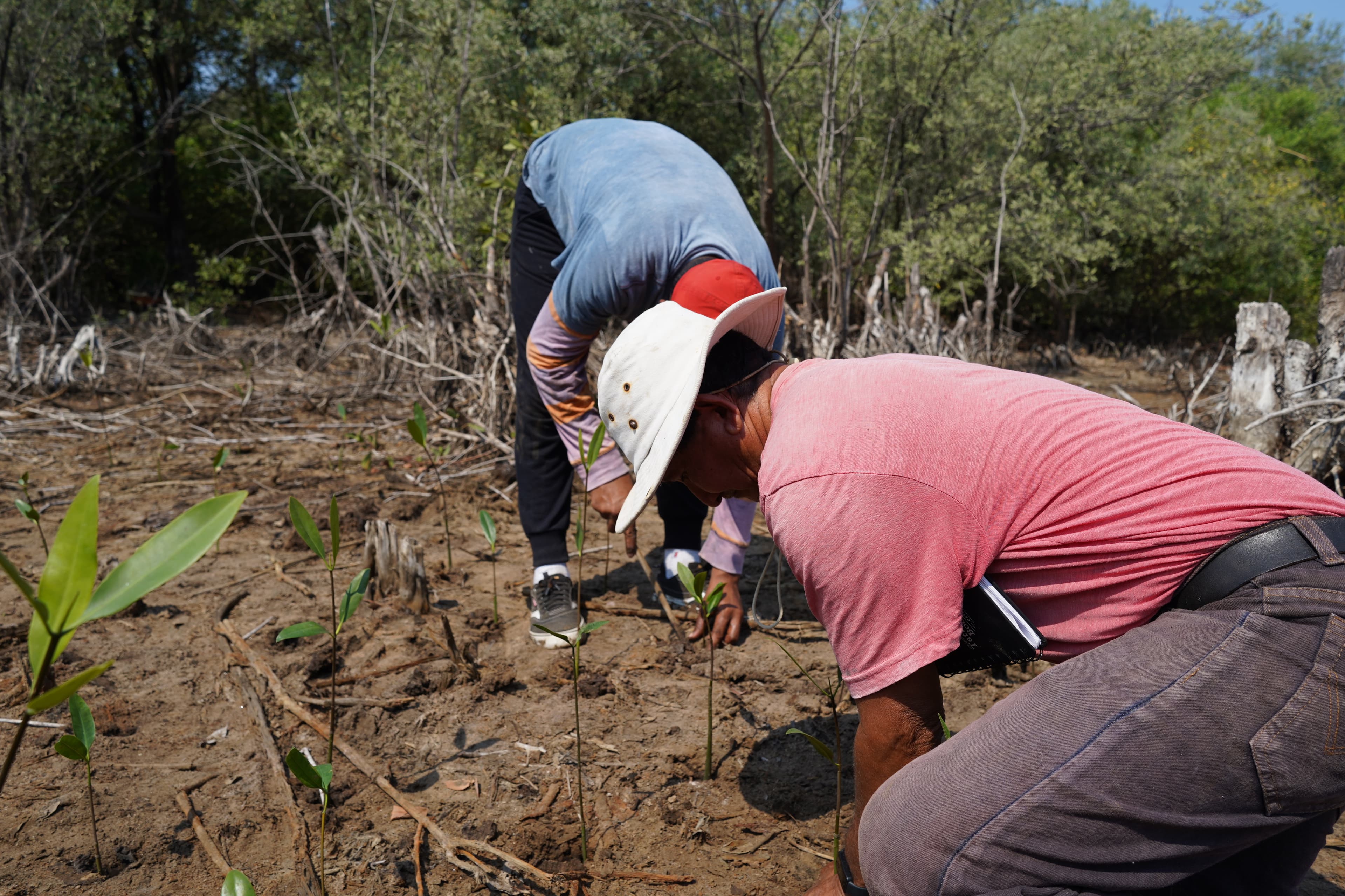 Mangrove restoration in Guatemala