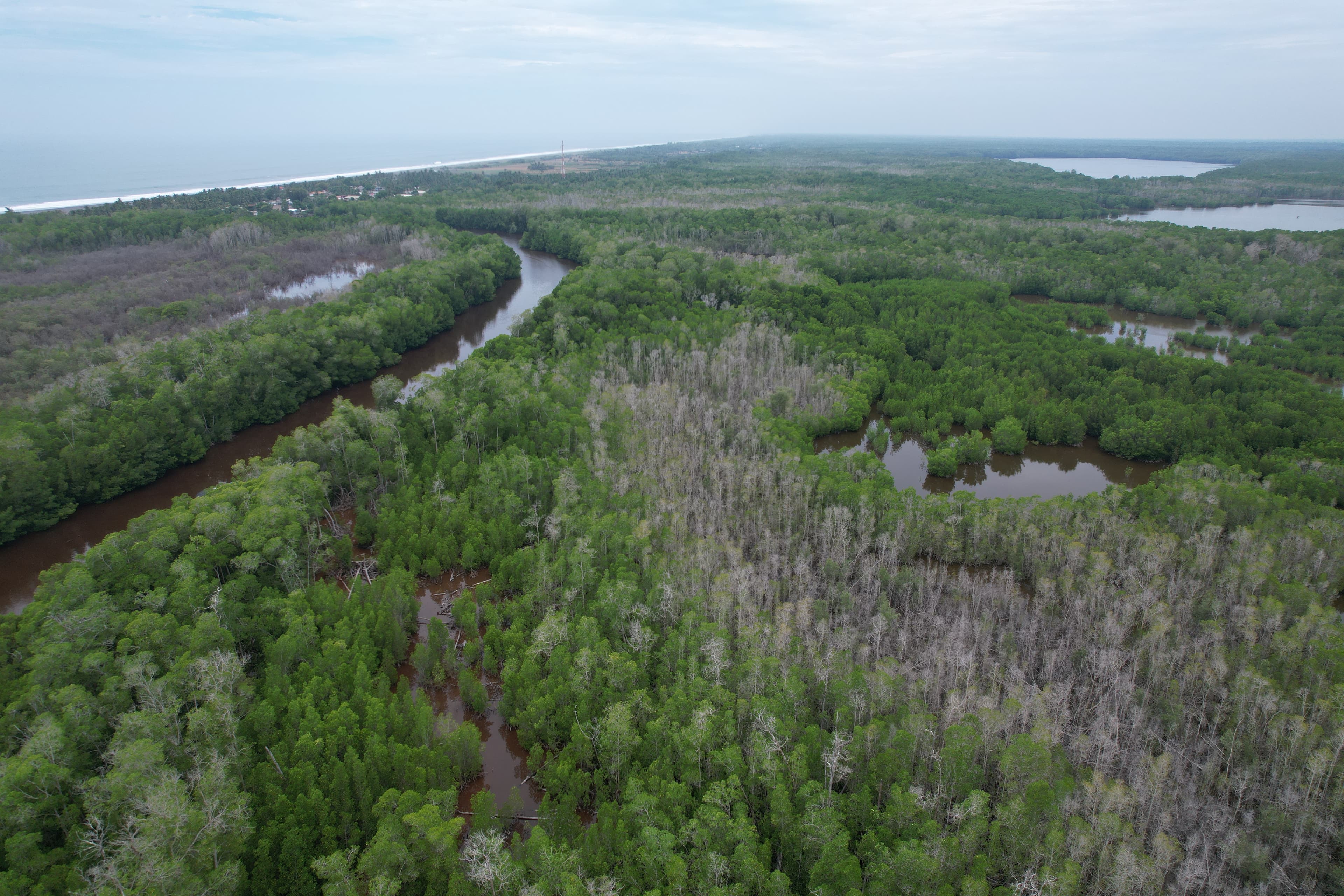 Mangrove restoration in Guatemala