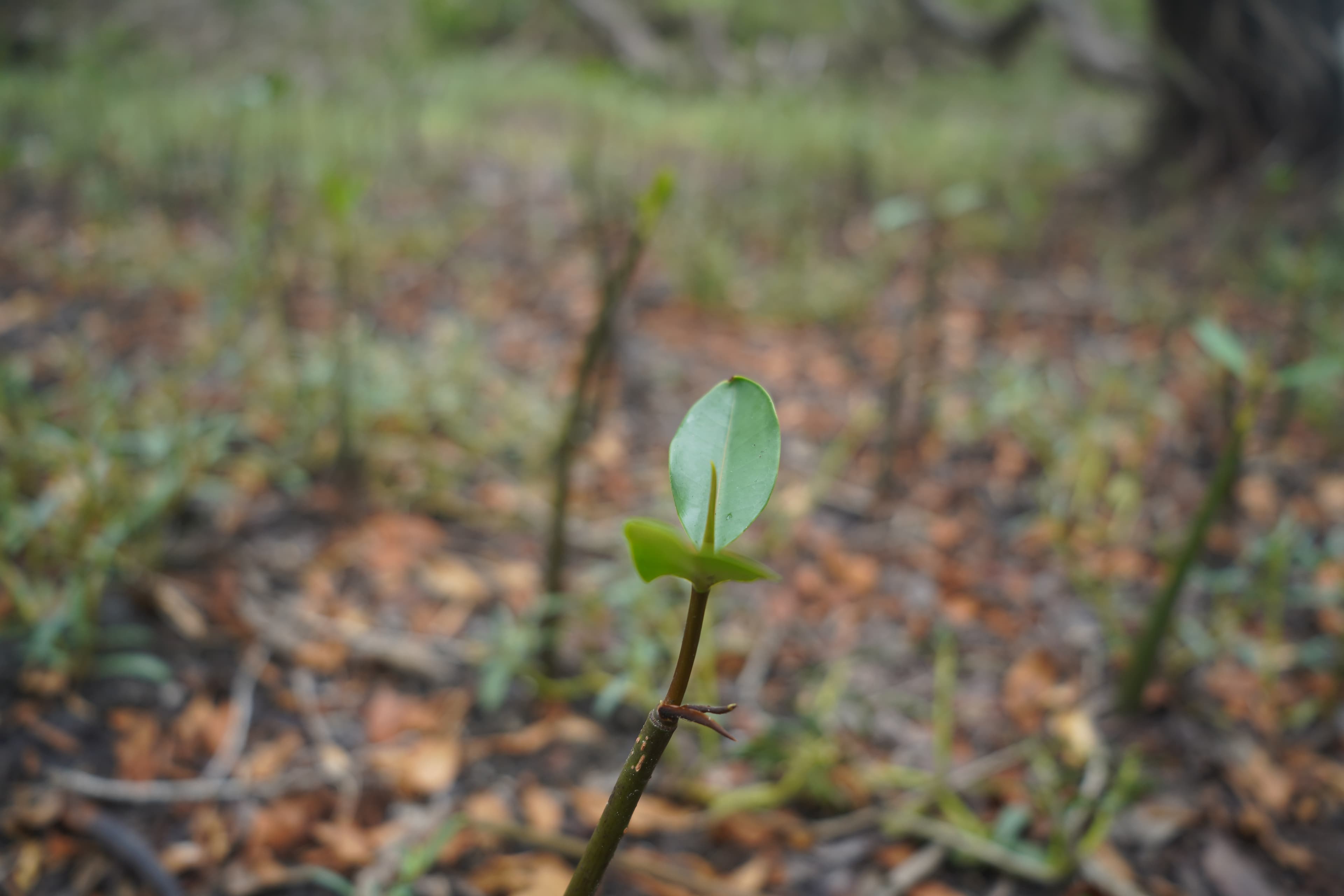 Mangrove restoration in Guatemala