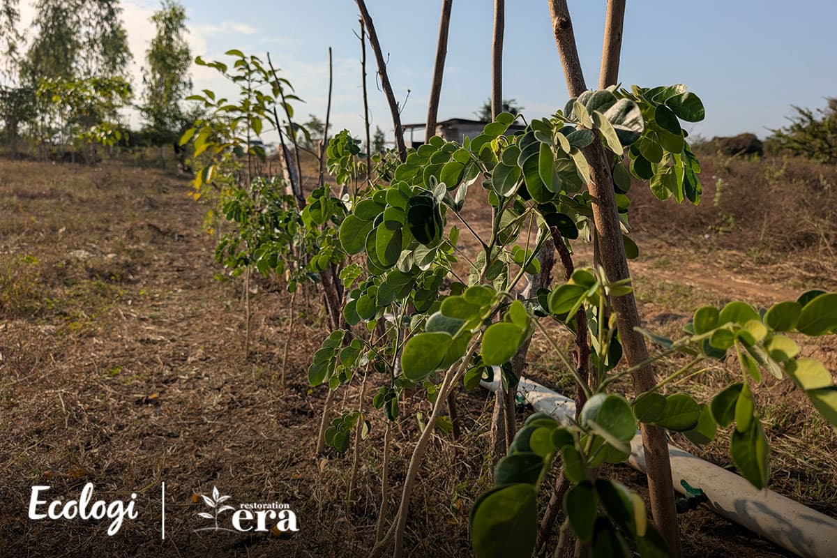 117,124 trees planted so far!