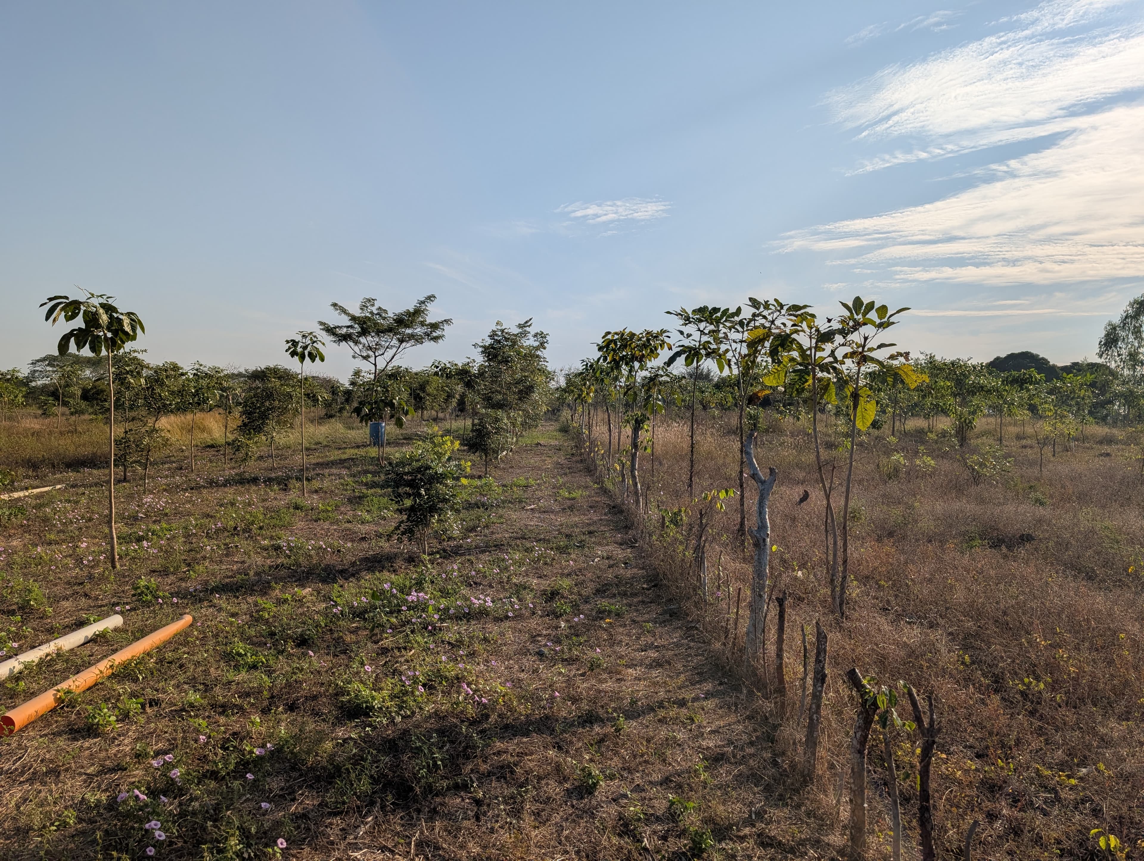 Forest restoration in Guatemala