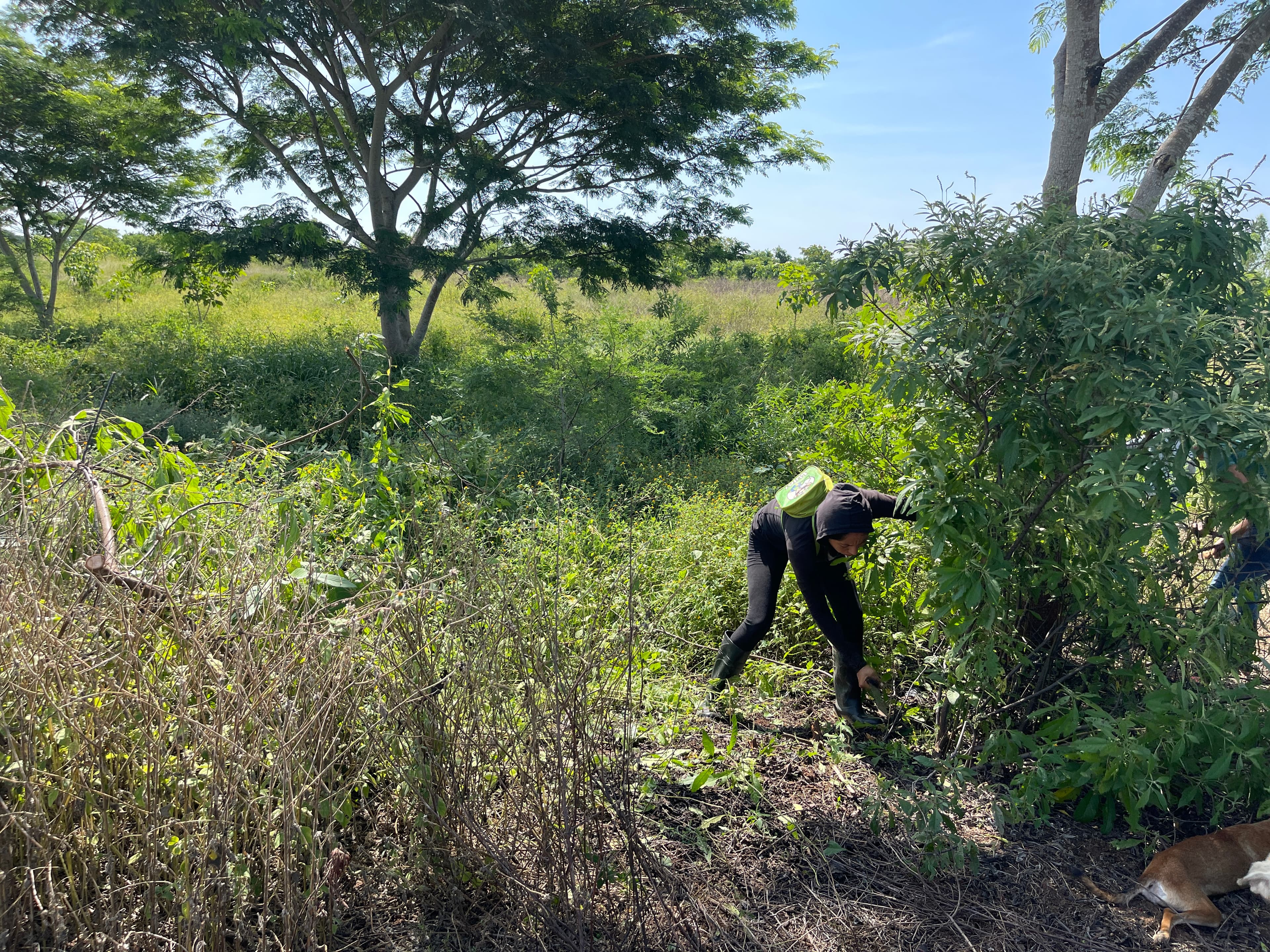 Forest restoration in Guatemala
