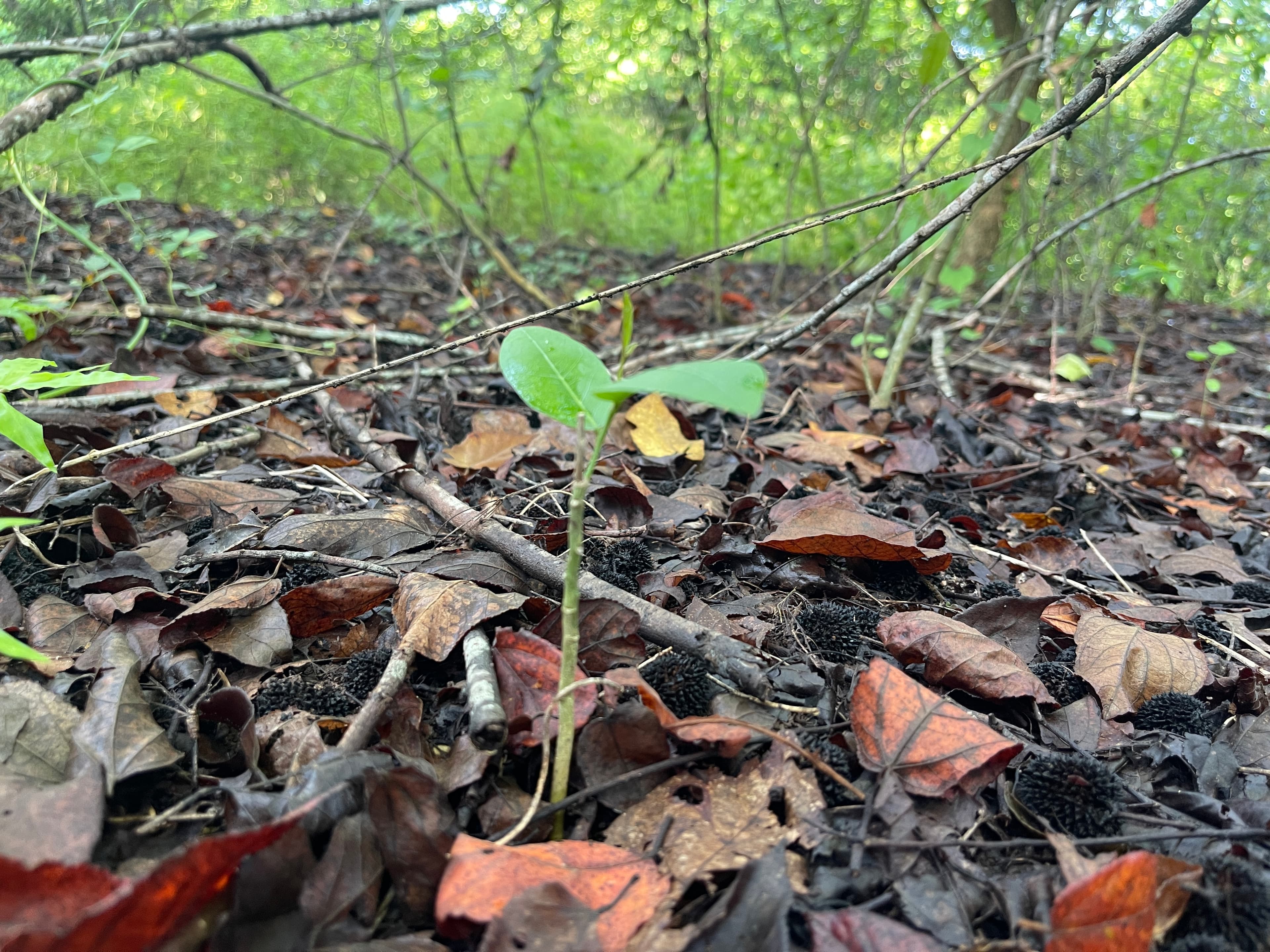 Forest restoration in Guatemala