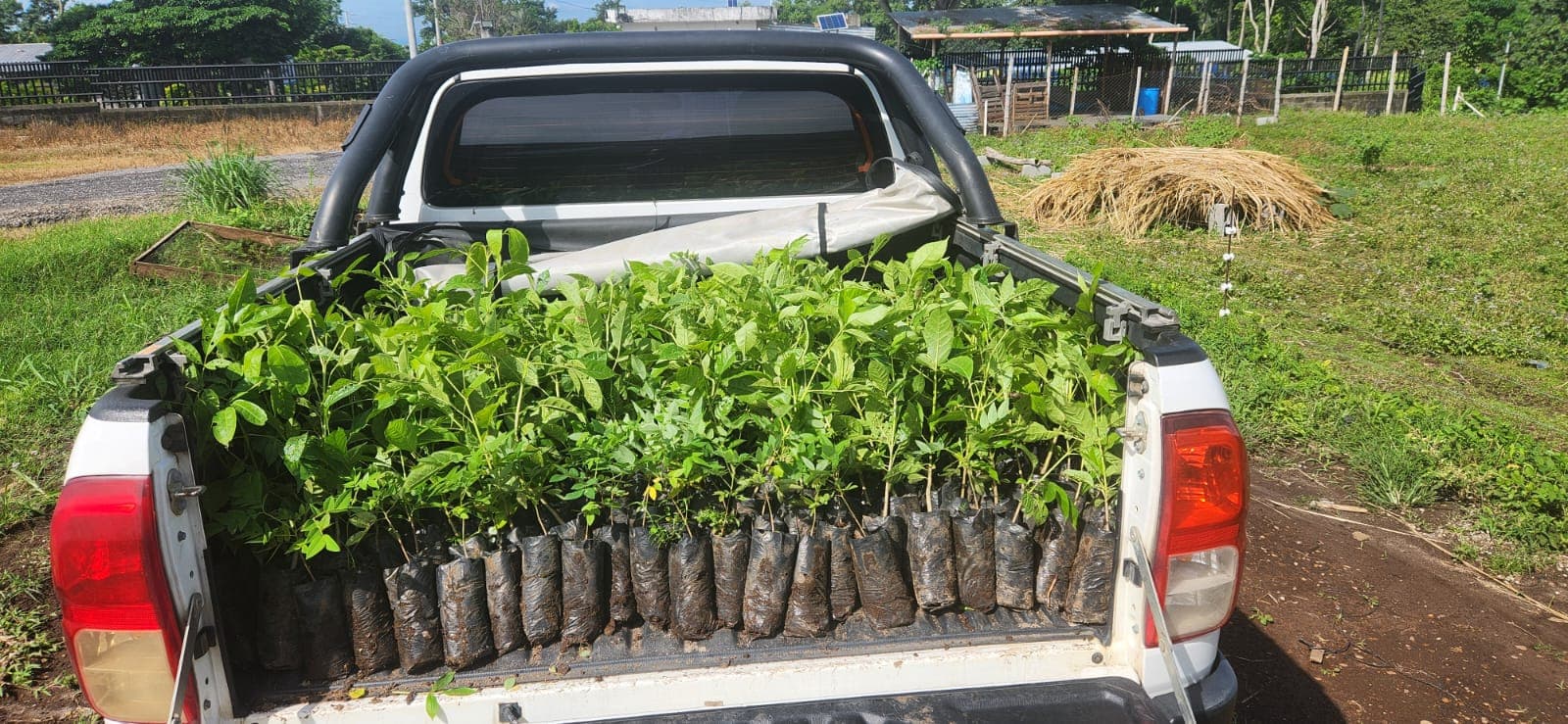 Forest restoration in Guatemala