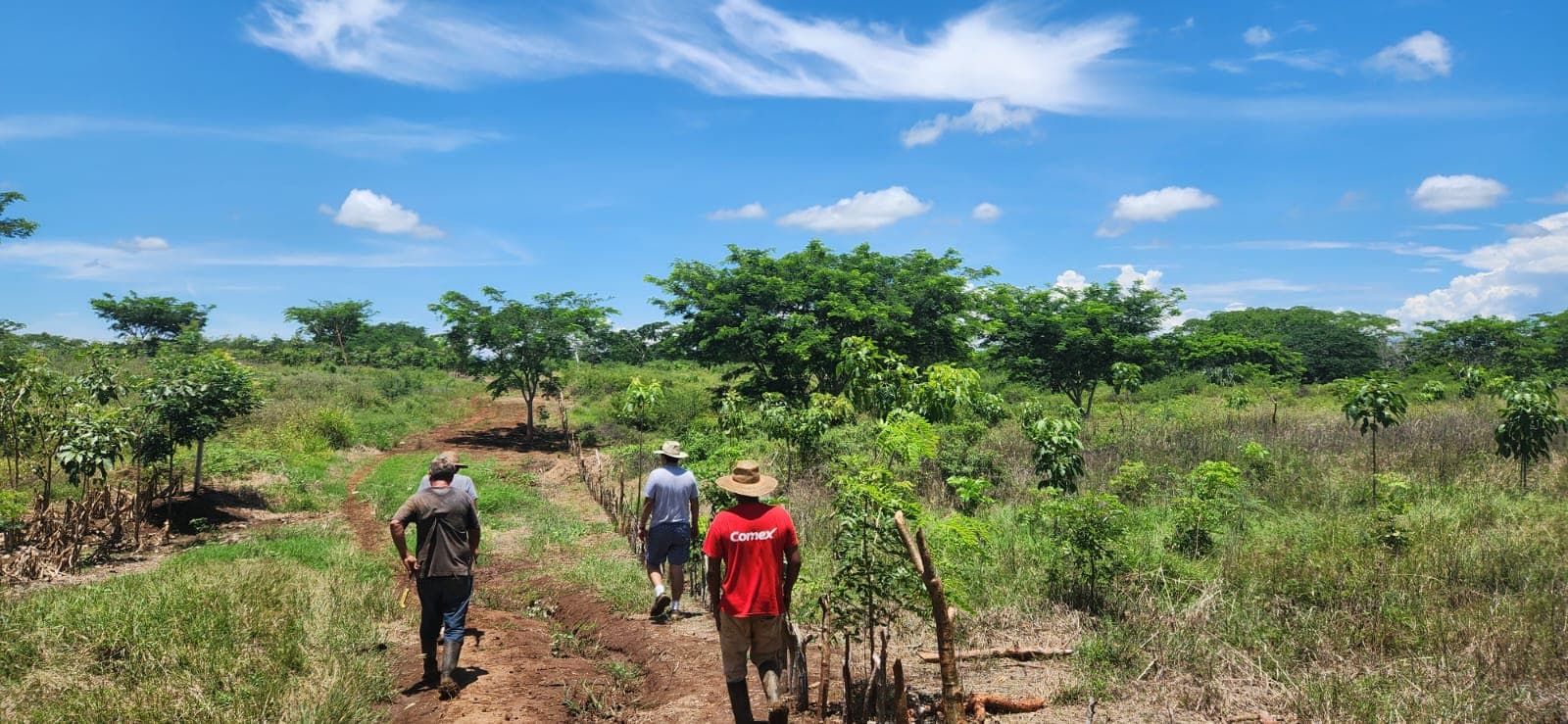 Forest restoration in Guatemala