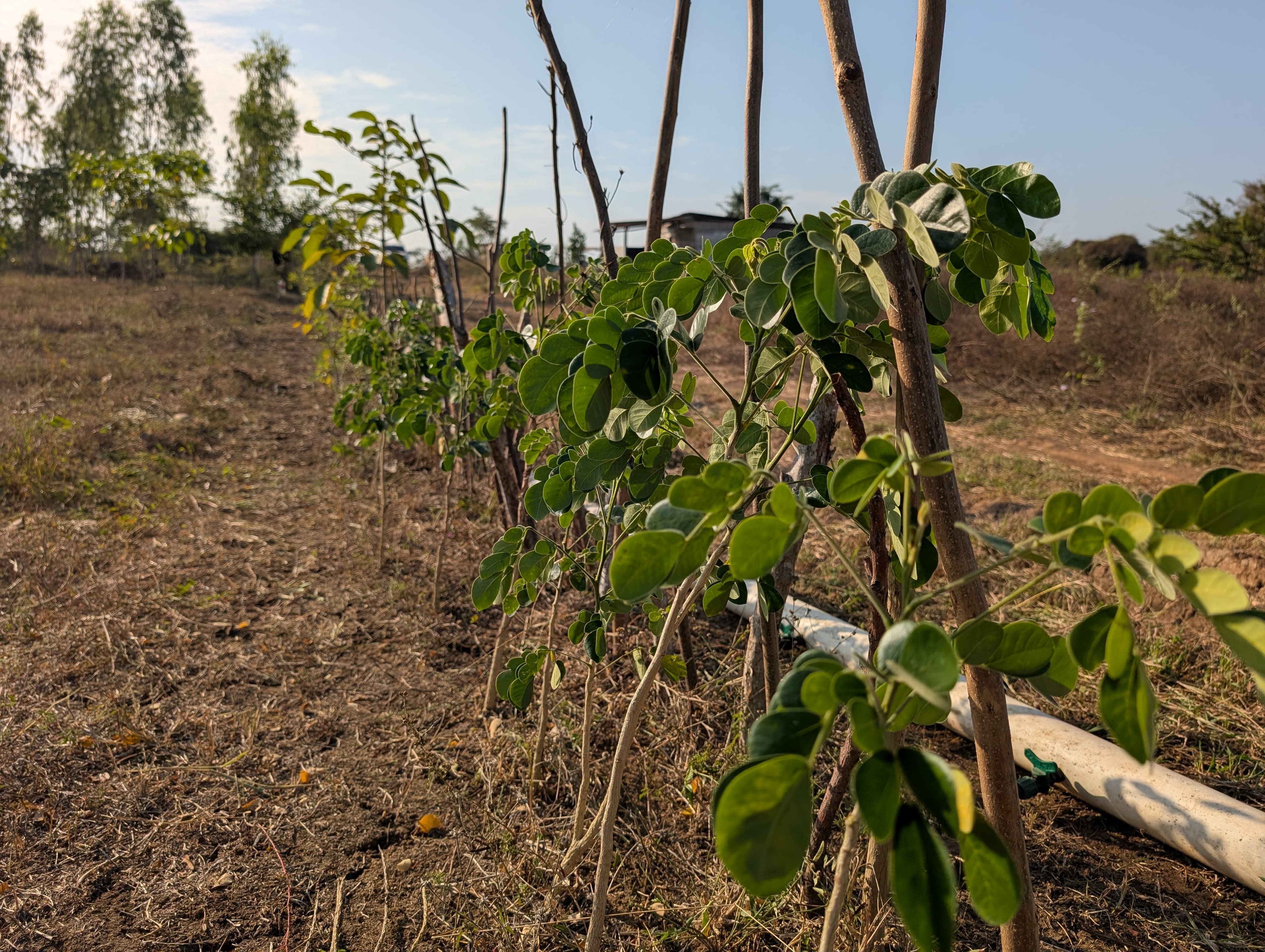 Forest restoration in Guatemala