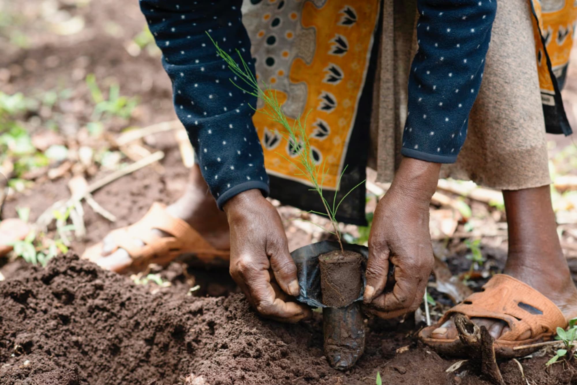 Agroforestry in Kenya