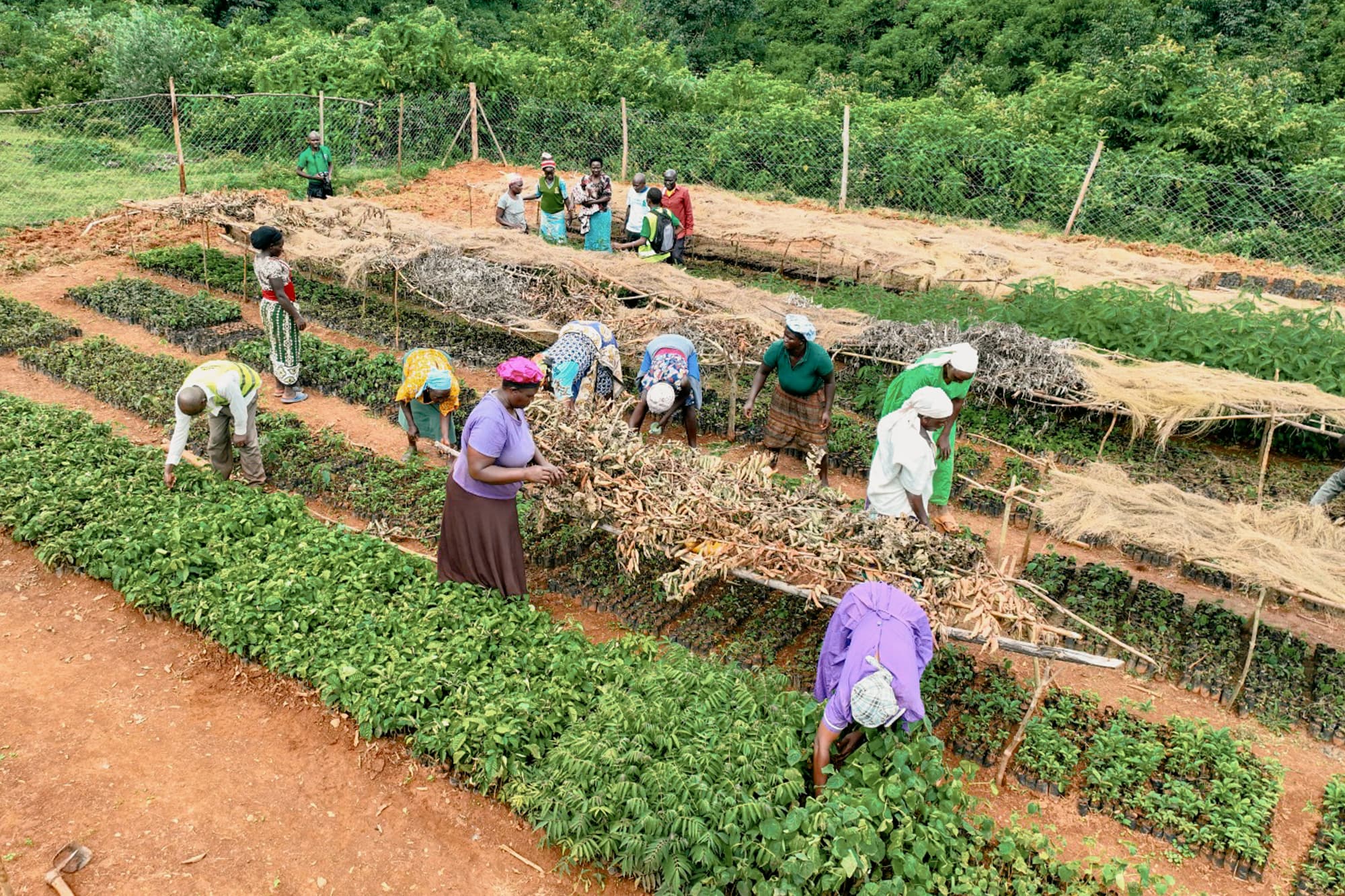 Protecting the Kakamega forest through local agroforestry