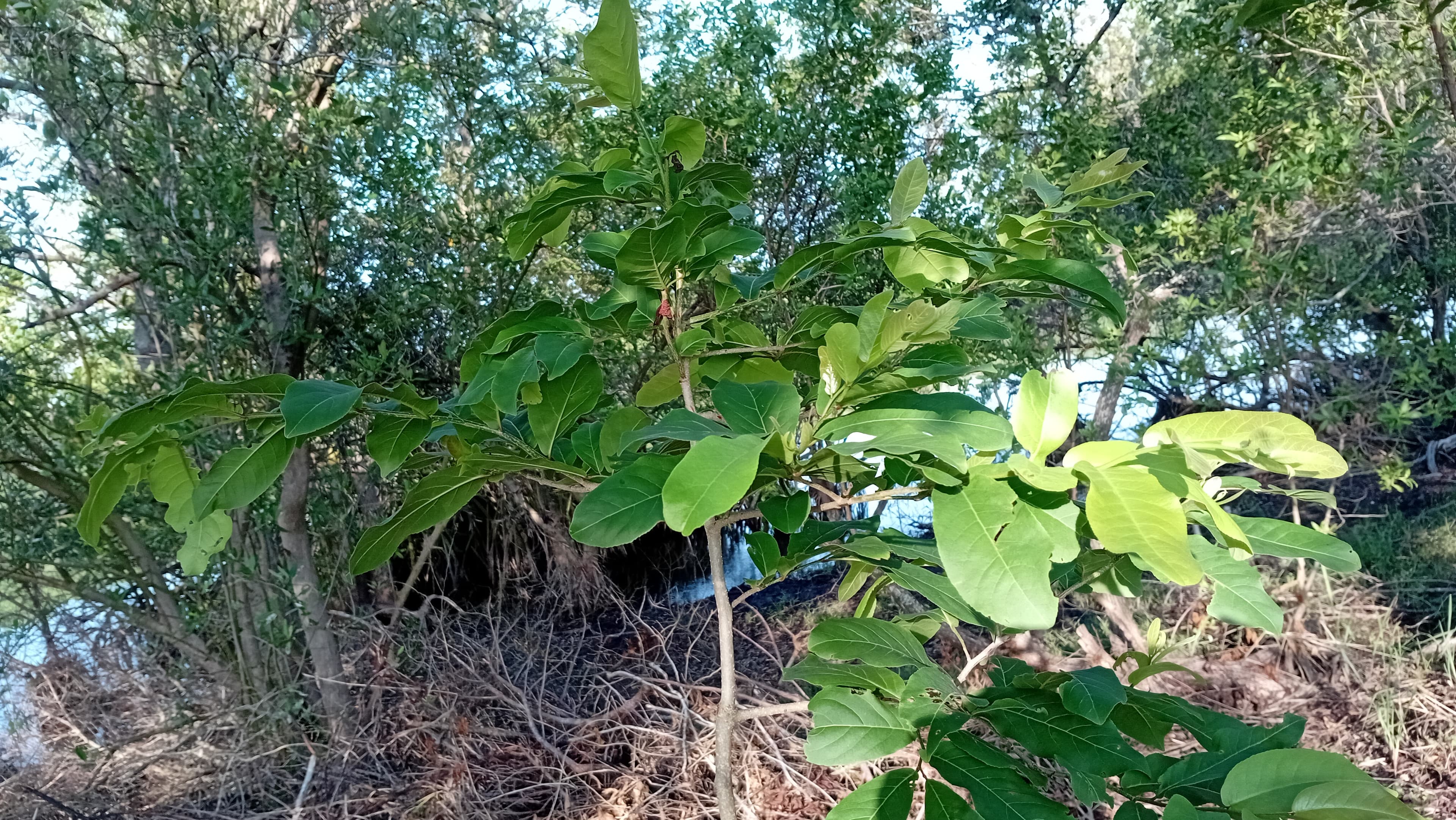 Restoring degraded land through agroforestry in Guatemala