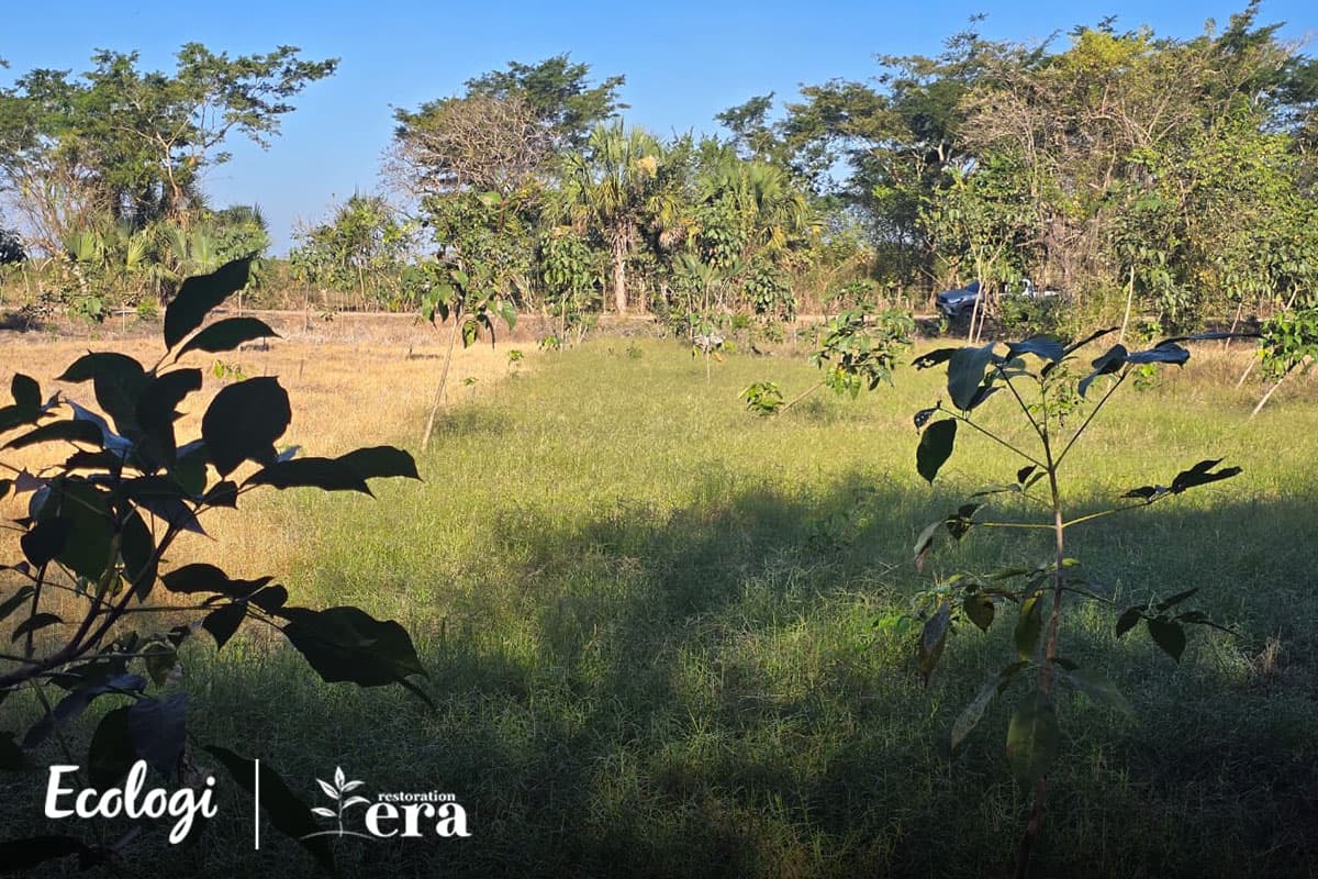 Forest restoration in Brisas del Mar uplifts the community