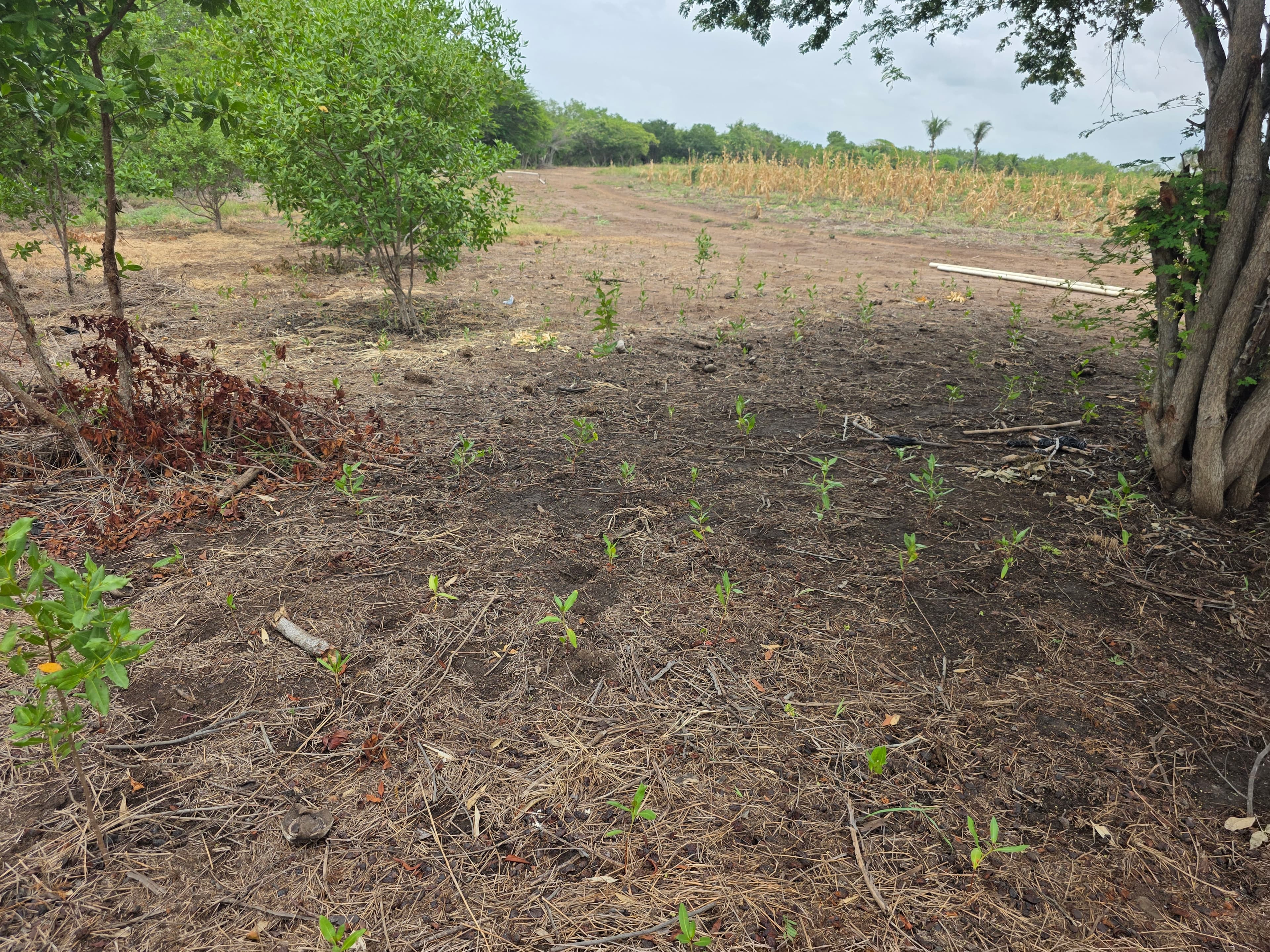 Restoring degraded land through agroforestry in Guatemala