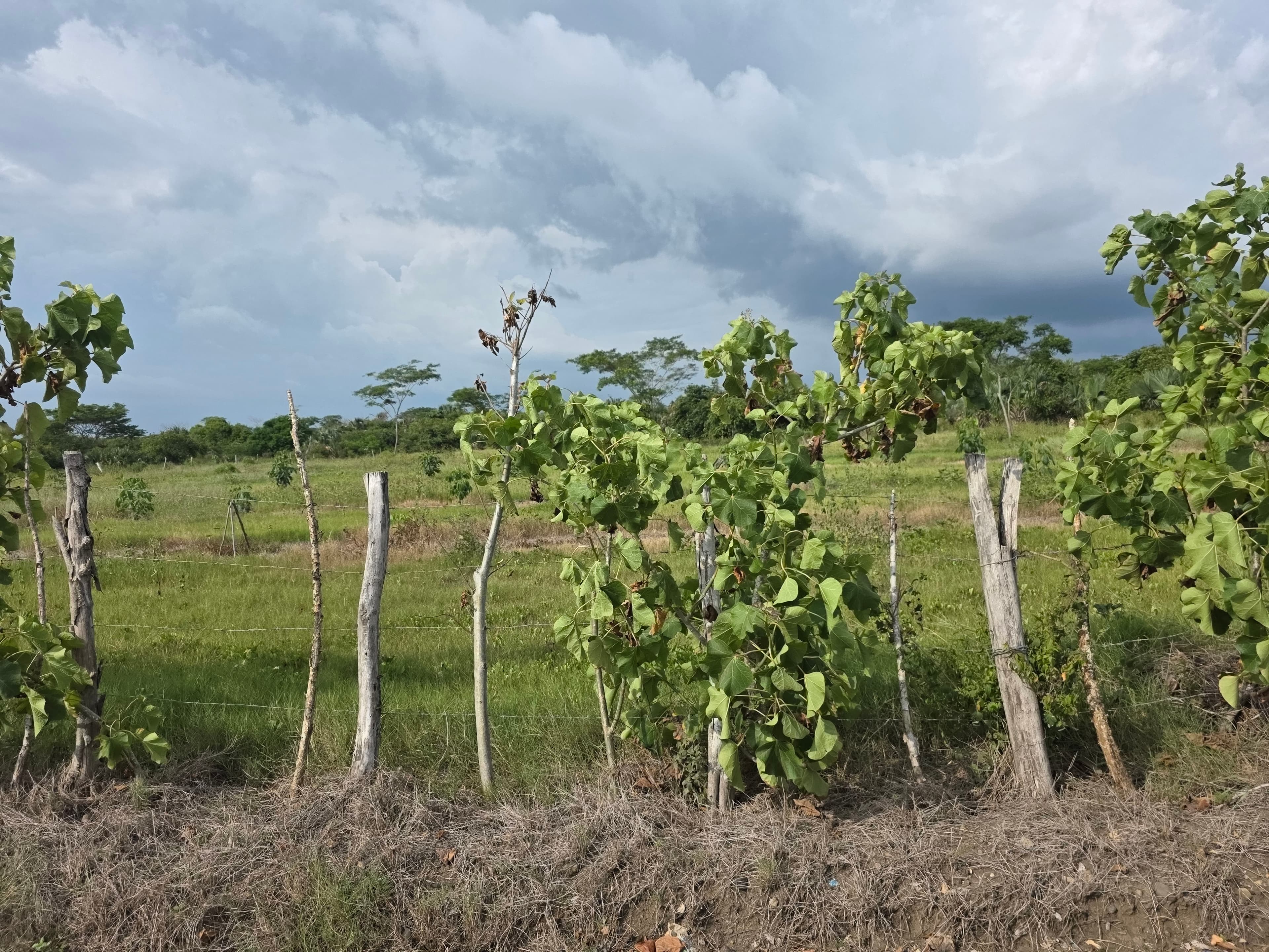 Restoring degraded land through agroforestry in Guatemala