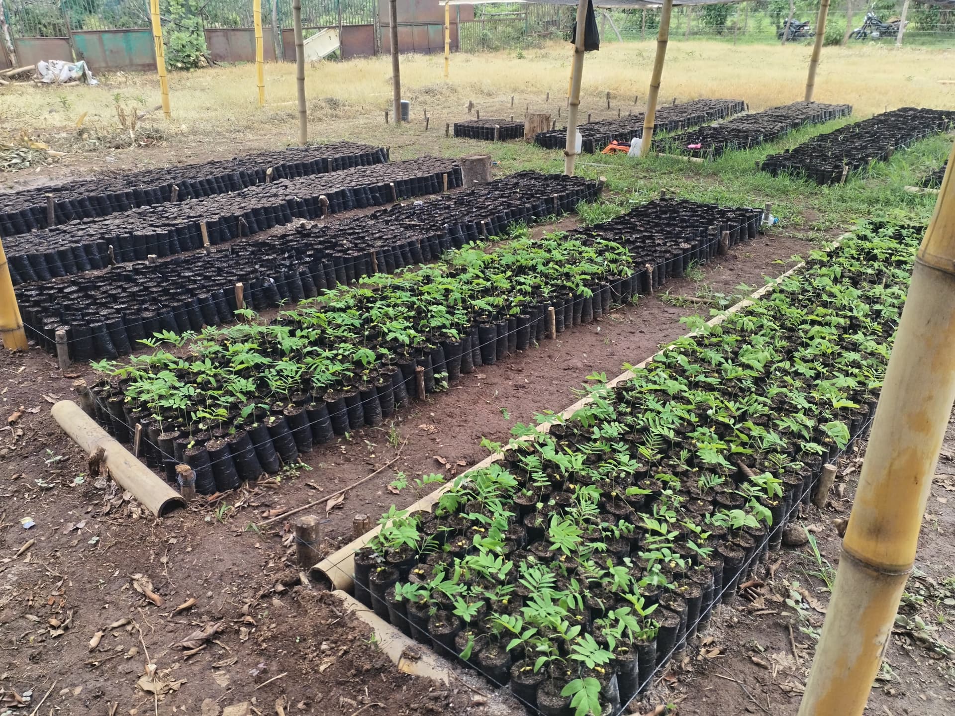 Two tree nurseries established!