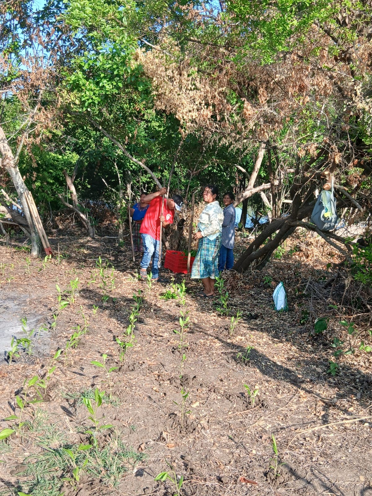 Restoring degraded land through agroforestry in Guatemala