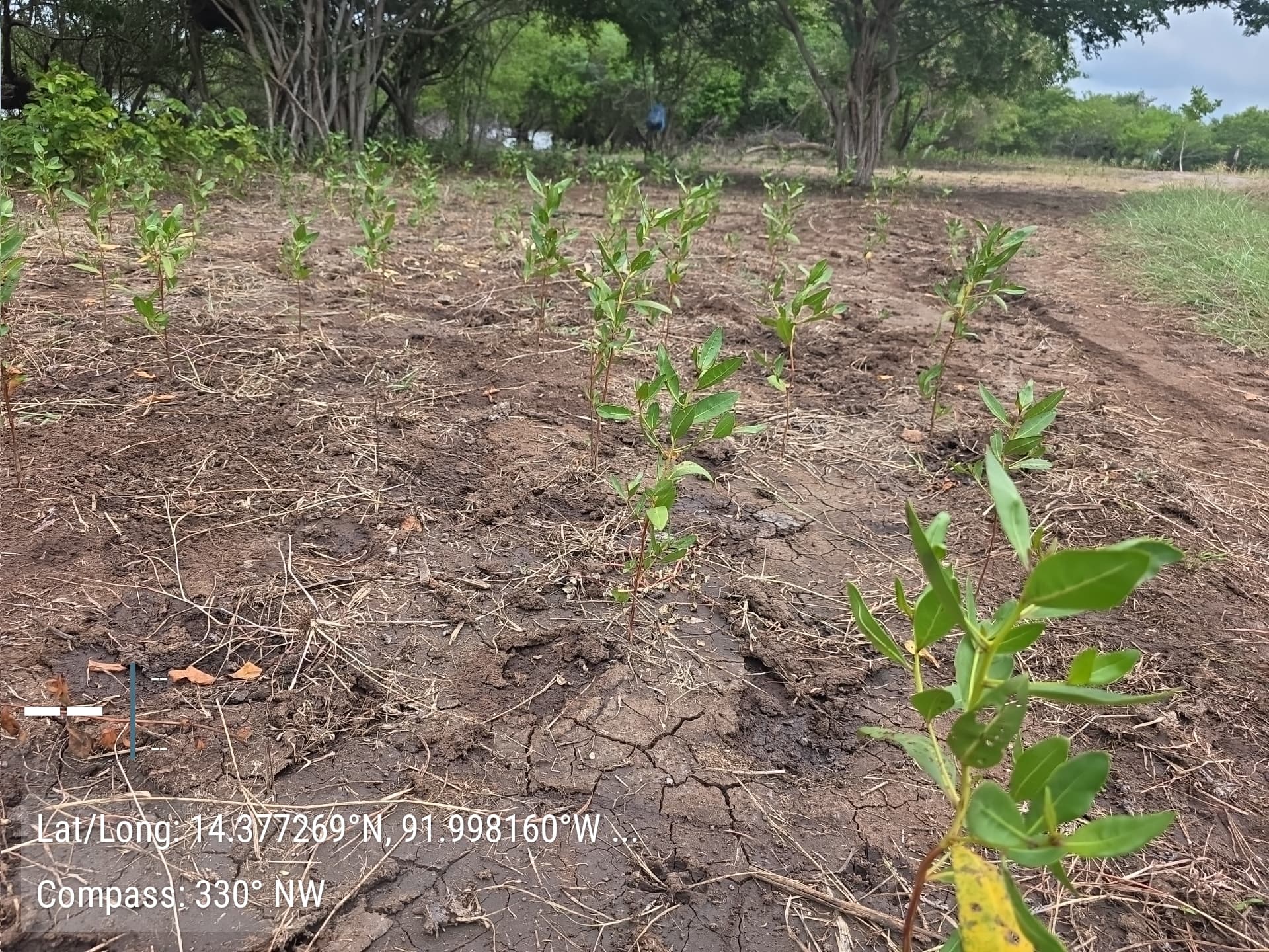 Restoring degraded land through agroforestry in Guatemala