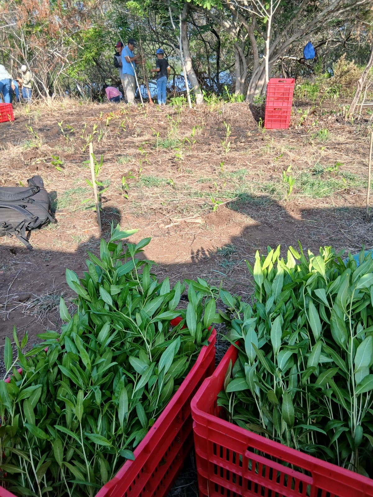 Restoring degraded land through agroforestry in Guatemala