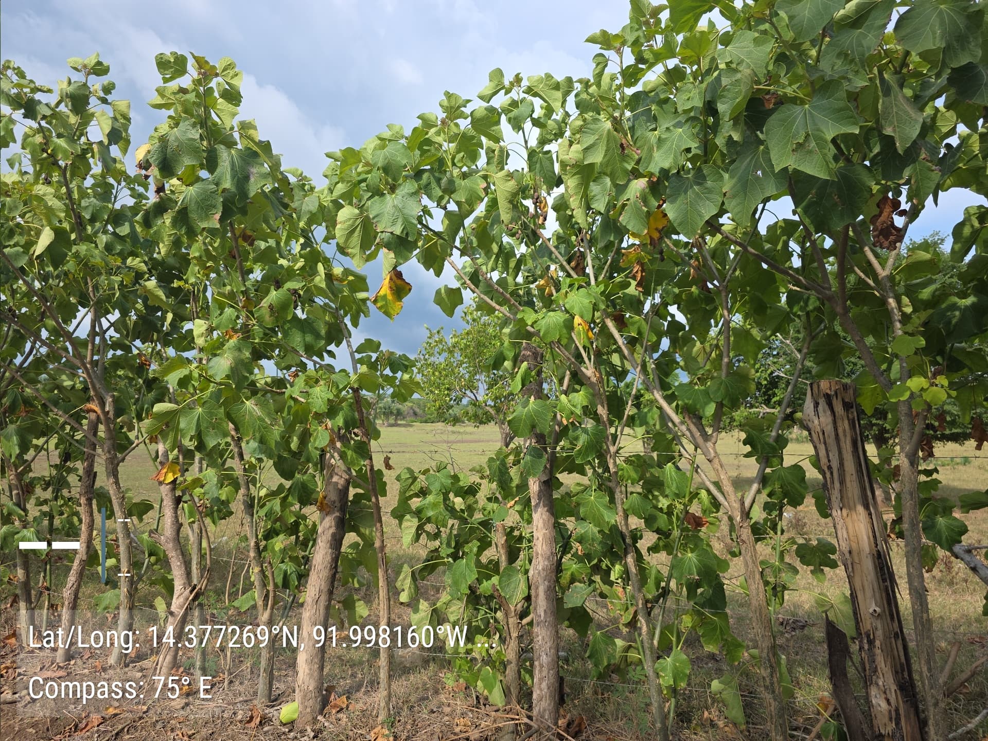 Managing drought in Guatemala