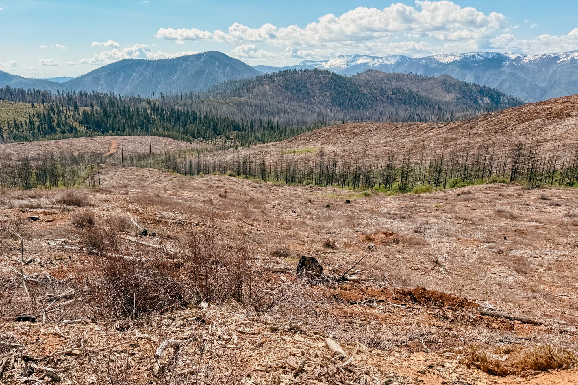 Wildfire restoration in Mountain Meadows, California