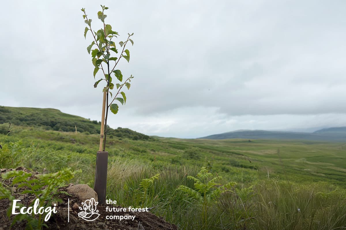 Restoring native forests at Dumyat, UK