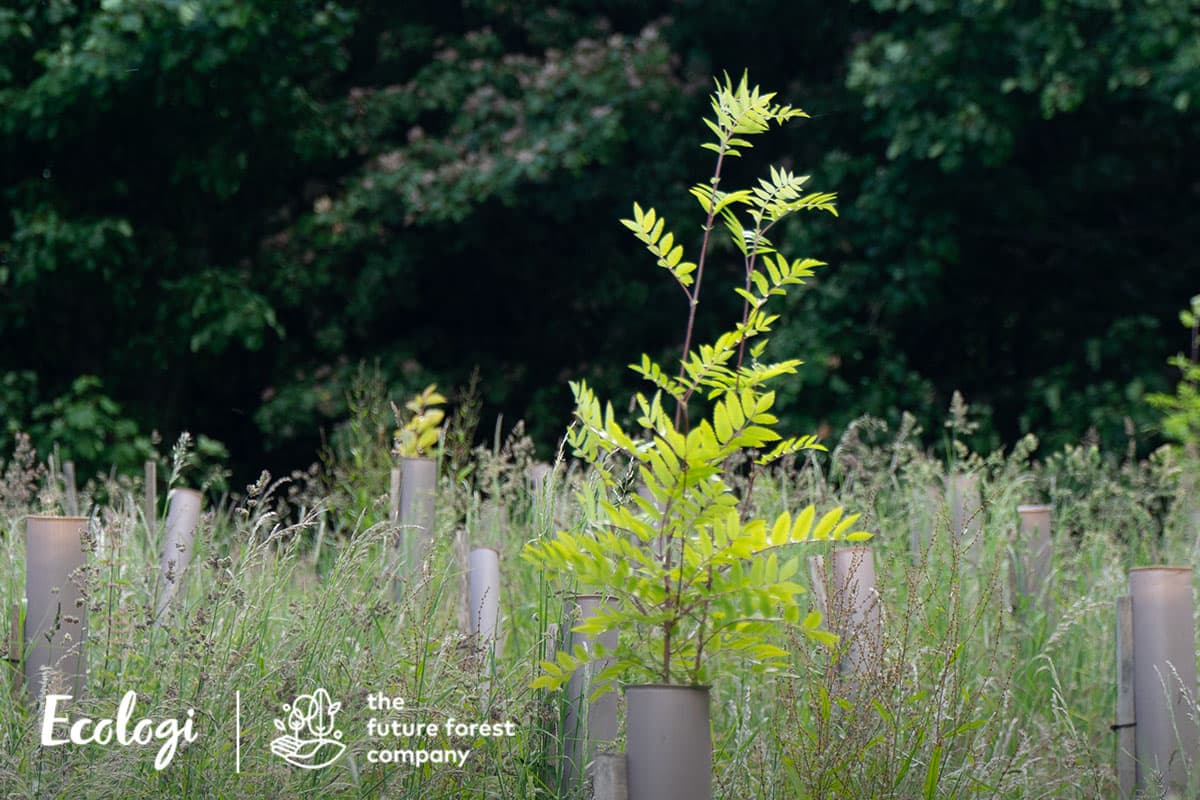 Restoring native forests at Dumyat, UK