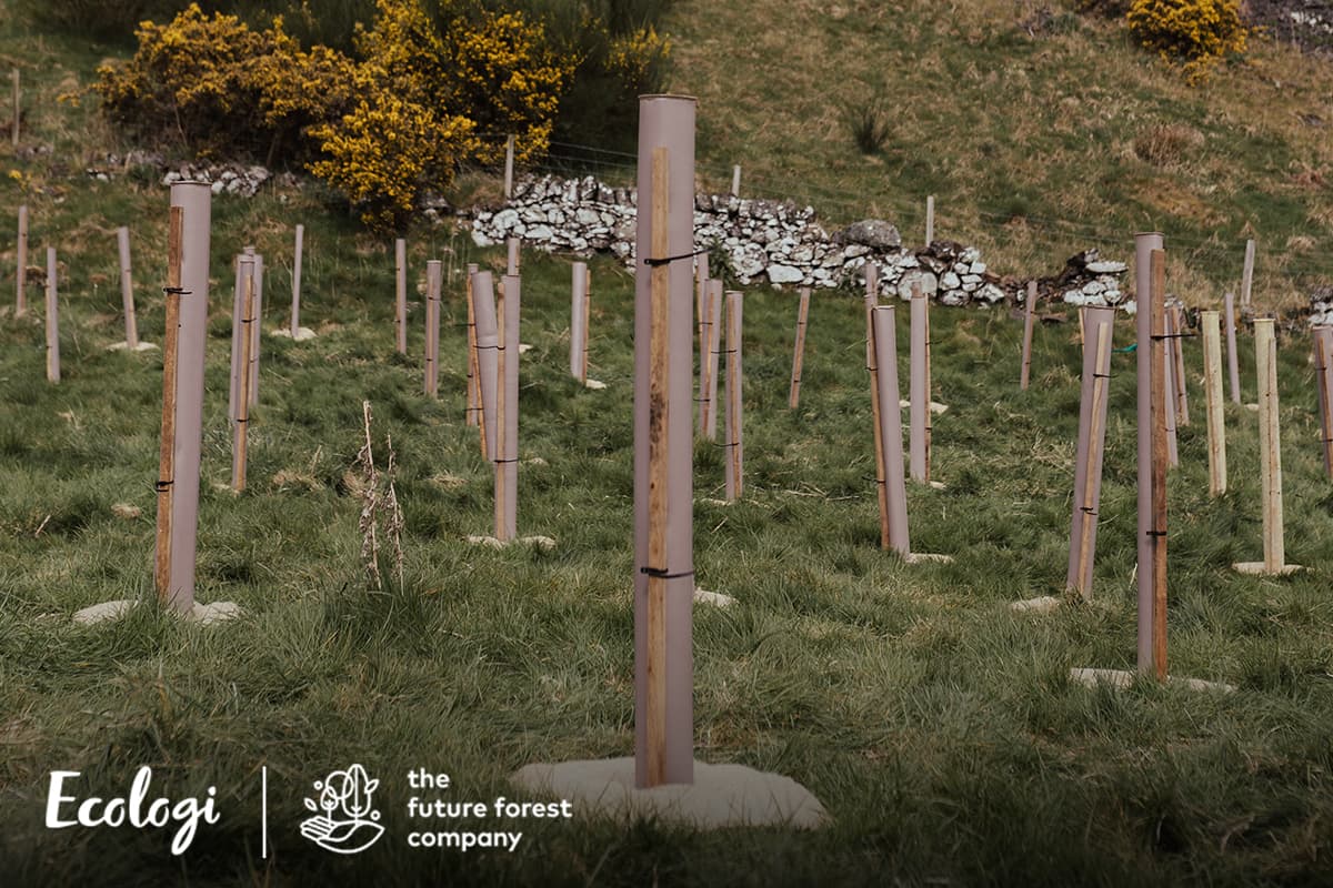 Restoring native forests at Dumyat, UK
