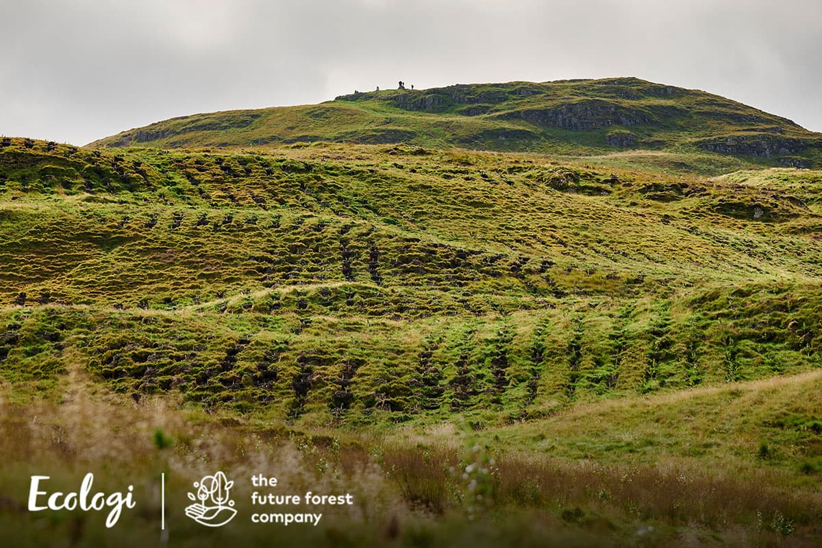 Restoring native forests at Dumyat, UK