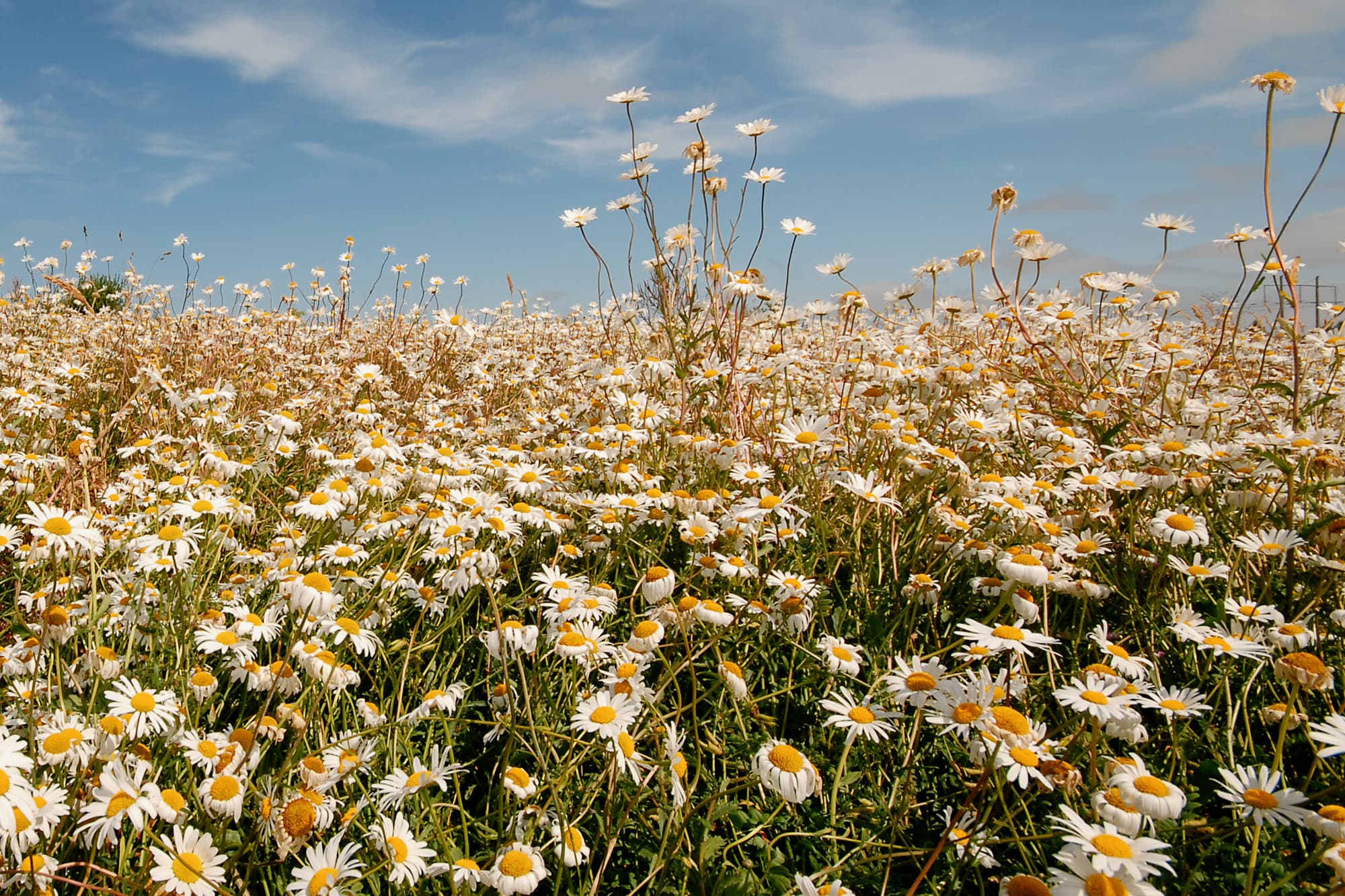 Wildflower meadow enhancement at Dumyat, Scotland