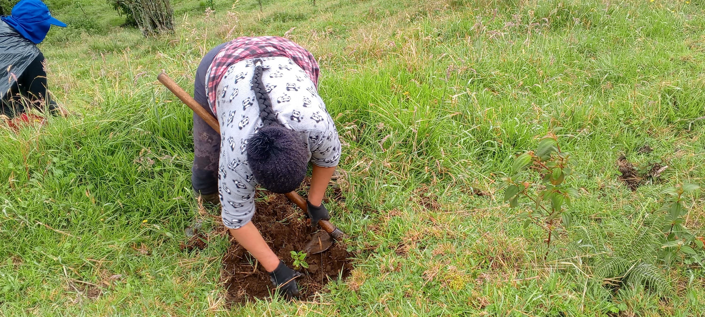 Restoring native Polylepis forests in the high Andes